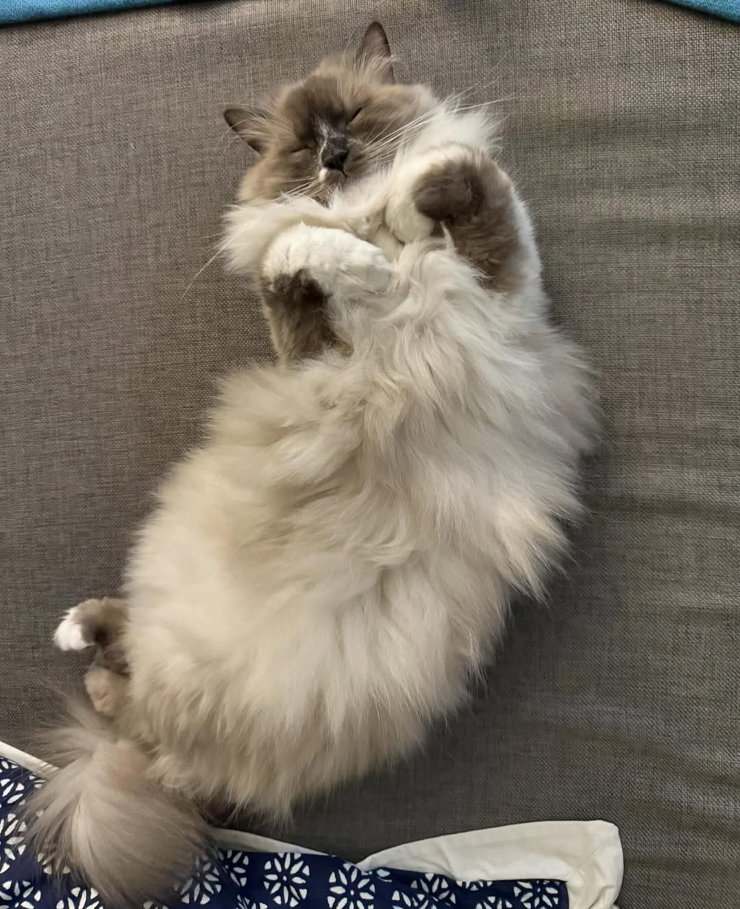kitt