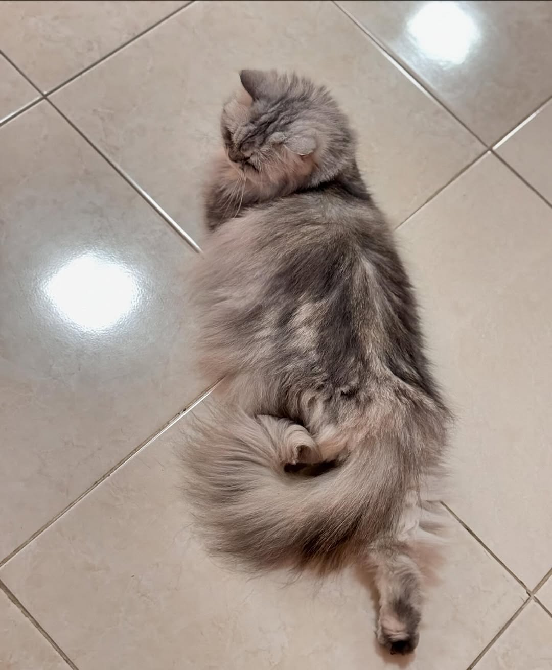 lapwis